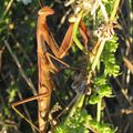 Mantis religiosa rousse