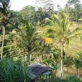 Ubud, le paradis vert