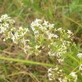 Le Caille - lait blanc (Galium mollugo)