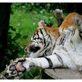 La sieste du tigre de Sumatra