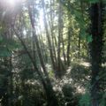 promenade dans les bois