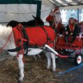 Le Père Noël emprunte la calèche de Bigoud'ânes