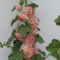 ROSES TREMIERES -1-