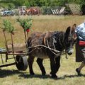 Fenaison à l'ancienne au Caylar