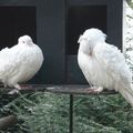 Deux pigeons s'aimaient d'amour tendre