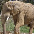 NIGERIA - Un troupeau d'Eléphants aperçu dans la région du Borno, une première depuis 10 ans