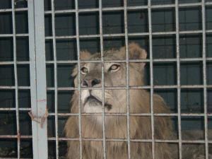 enfin débarrassé du prétendu ZOO