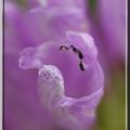 PHYSOSTEGIA