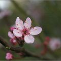 Sortie dans le jardin 01.03