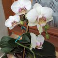 mes orchidées