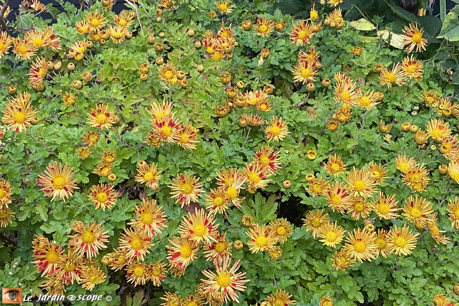 Chrysanthème Isère