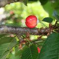 LE TEMPS DES CERISES