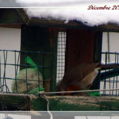 Rouge-gorge dans mon jardin