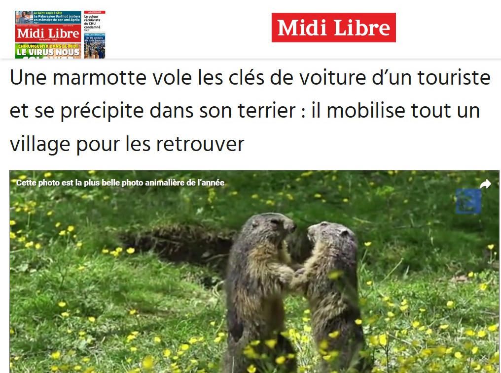 marmotte pilote