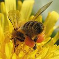 Le Cruiser un insecticide dangereux pour les abeilles reconduit une nouvelle fois en France. 