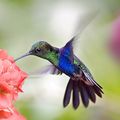 Le Colibri d'Aurore, 72e inscrite