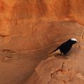 DU PAIN POUR LES OISEAUX...