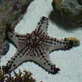 visite de l'aquarium de Nouméa