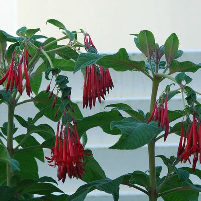 Fuchsia boliviana rubra