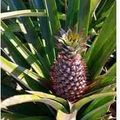 L'ananas. Jean de Léry. En 1493.