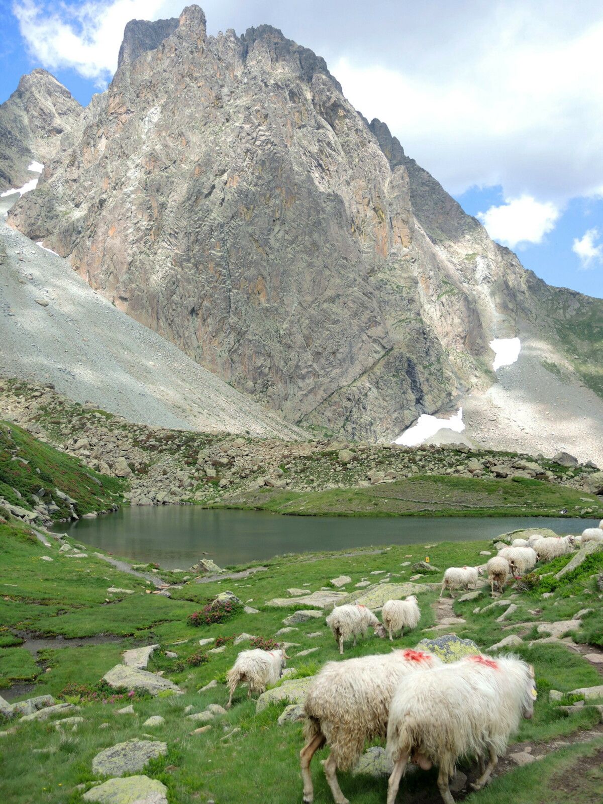 Lac de Pombie, rando Pombie-Peyreget, lac de Pombie, Pic du Midi d'Ossau et brebis (64)