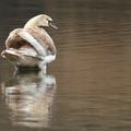 Jeune cygne sur le départ