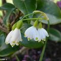 Les aériennes clochettes de Leucojum cousines des galanthus