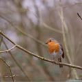 Rouge-gorge familier.