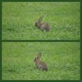 Un petit lapin s'est sauvé dans le jardin...