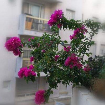 La chaleur profite au Bougainvilliers