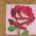 rose rouge 12*12