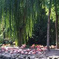 Vacances #2 - Le Zoo de Beauval