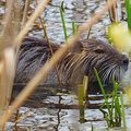 Rat musqué, Bisamratte, Muskrat (Beaver)