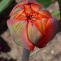 Tulipe, tout simplement