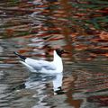 Mouette rieuse