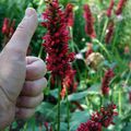 Persicaria amplexicaulis 'Fat Domino'