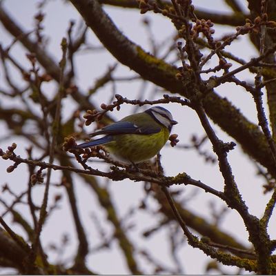 Participez au recensement des oiseaux des jardins