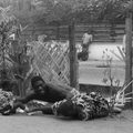 Muna Moto (1975) de Jean-Pierre Dikongue-Pipa