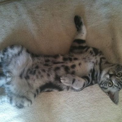 Les chatons dans leur famille...Fléo