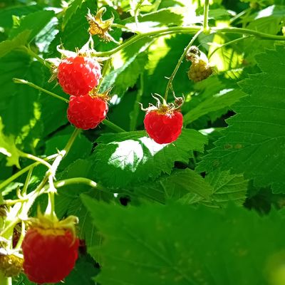 Un petit tour dans mon jardin...