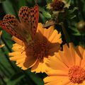 Papillons en Macro 