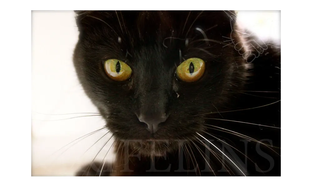 [GRIF' En Peine] Ton souvenir nous habite, Goya...