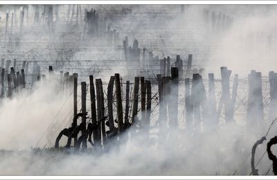 Feu de vigne