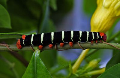 Pseudosphinx tetrio (Sphinx du Frangipanier) - Martinique