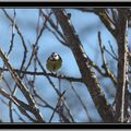 Mésange bleue et moineau dans les branches