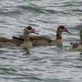 Ouettes d'Egypte... au lac de Madine hier après-midi