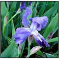 Variation sur iris