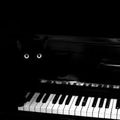 [GRIF' En Fête] La musique et les chats...