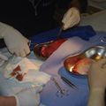 Formation Médicale - Session 1, plaies et suture // Medical Training - Session 1, wounds and suture