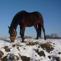 z72 Loudji dans la neige